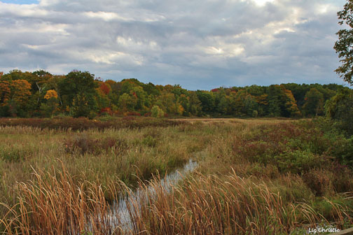 Beaver Meadow